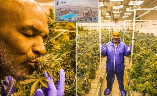 Mike Tyson : la somme astronomique qu'il empoche avec le cannabis